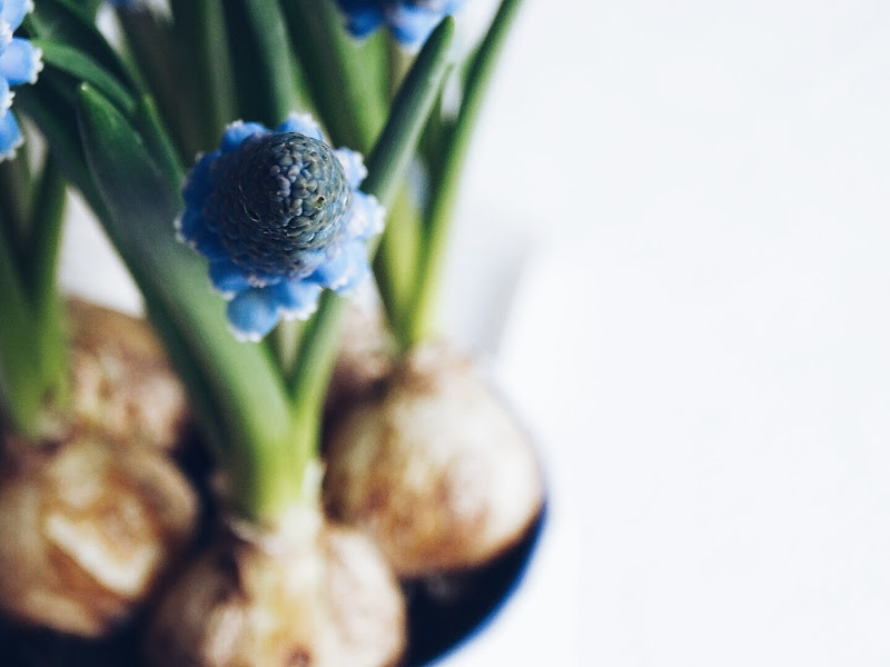 Auf der Mammiladen-Seite des Lebens | Personal Lifestyle Blog | Lieblinge und Inspirationen der Woche | Frühblüher | Muscari | Traubenhyazinthen in die Vase gepflanzt