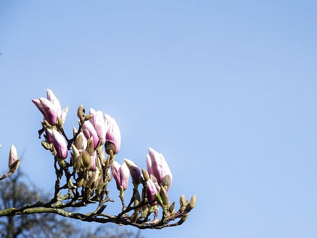 Magnolienblüte im Frühling | Auf der Mammilade|n-Seite des Lebens | Personal Lifestyle und Interior Blog