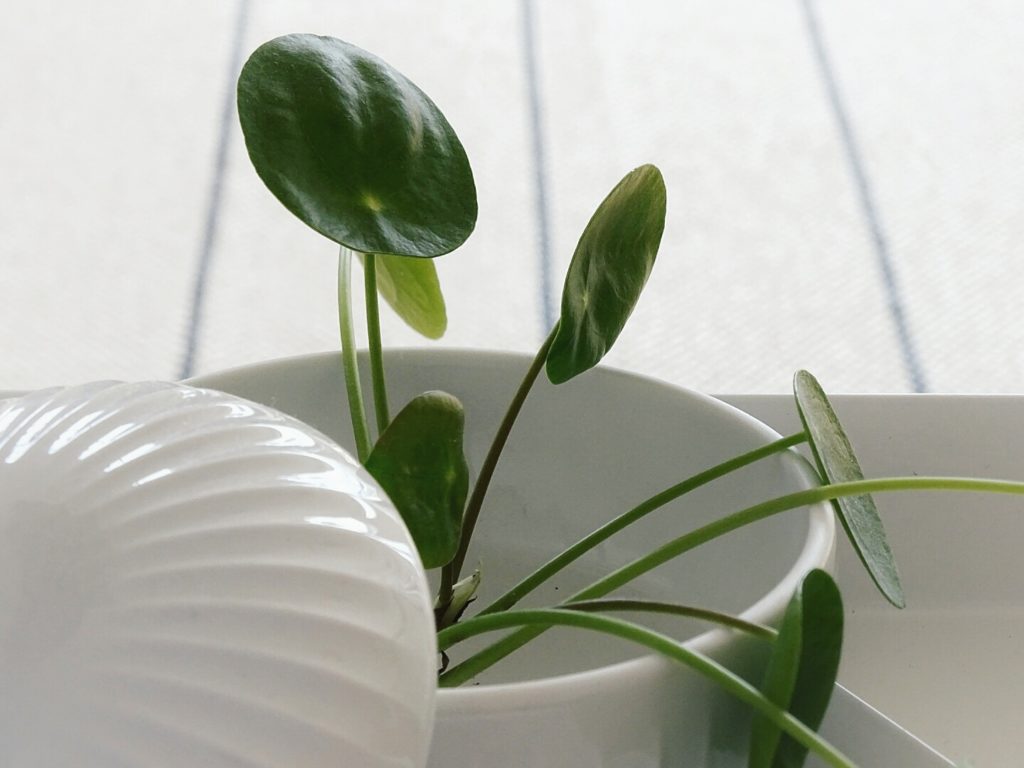 Deko-Ideen mit Pflanzen | Lieblinge und Inspirationen der Woche | Personal Lifestyle, DIY and Interior Blog | Auf der Mammiladen-Seite des Lebens