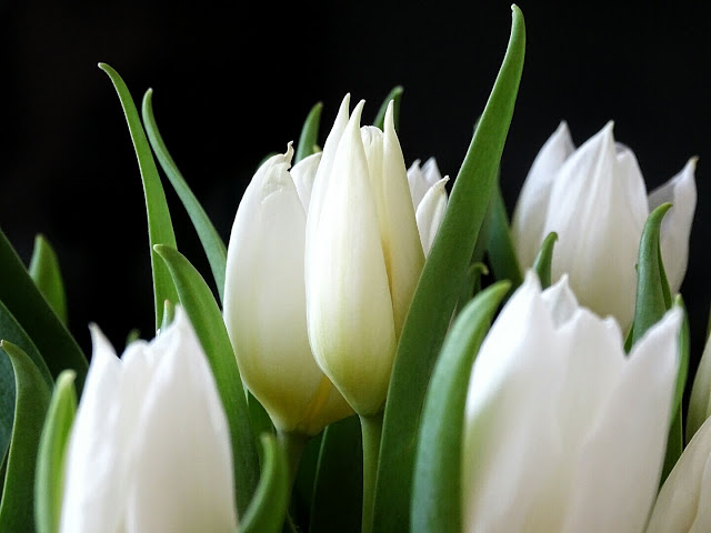 Weiße Tulpen | Über das Bloggen ohne Nische plus Monatsblick April und Mail | Personal Lifestyle, DIY and Interior Blog | Auf der Mammiladen-Seite des Lebens