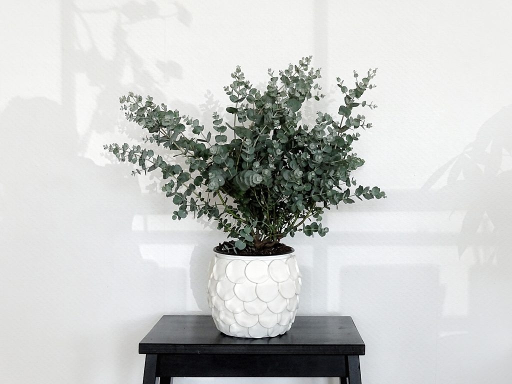 Eukalyptuspflanze für den Balkon im DIY gepimpten Übertopf als Lieblinge & Inspirationen der Woche | www.mammilade.blogspot.de