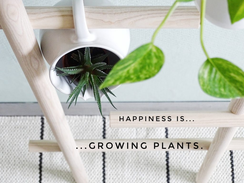 4 alternative Ideen zum Aufhängen deiner Pflanzen mit Haushaltsgegenständen - http://mammilade.blogspot.de