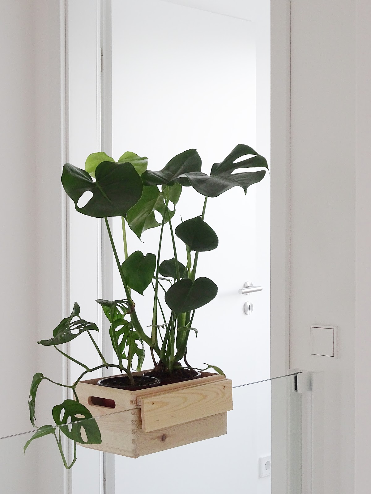DIY-Blumenkasten zum Aufhängen an Treppengeländern und Galerien plus Pflegetipps und Informationen zur Monstera-Pflanze | mammilade.com