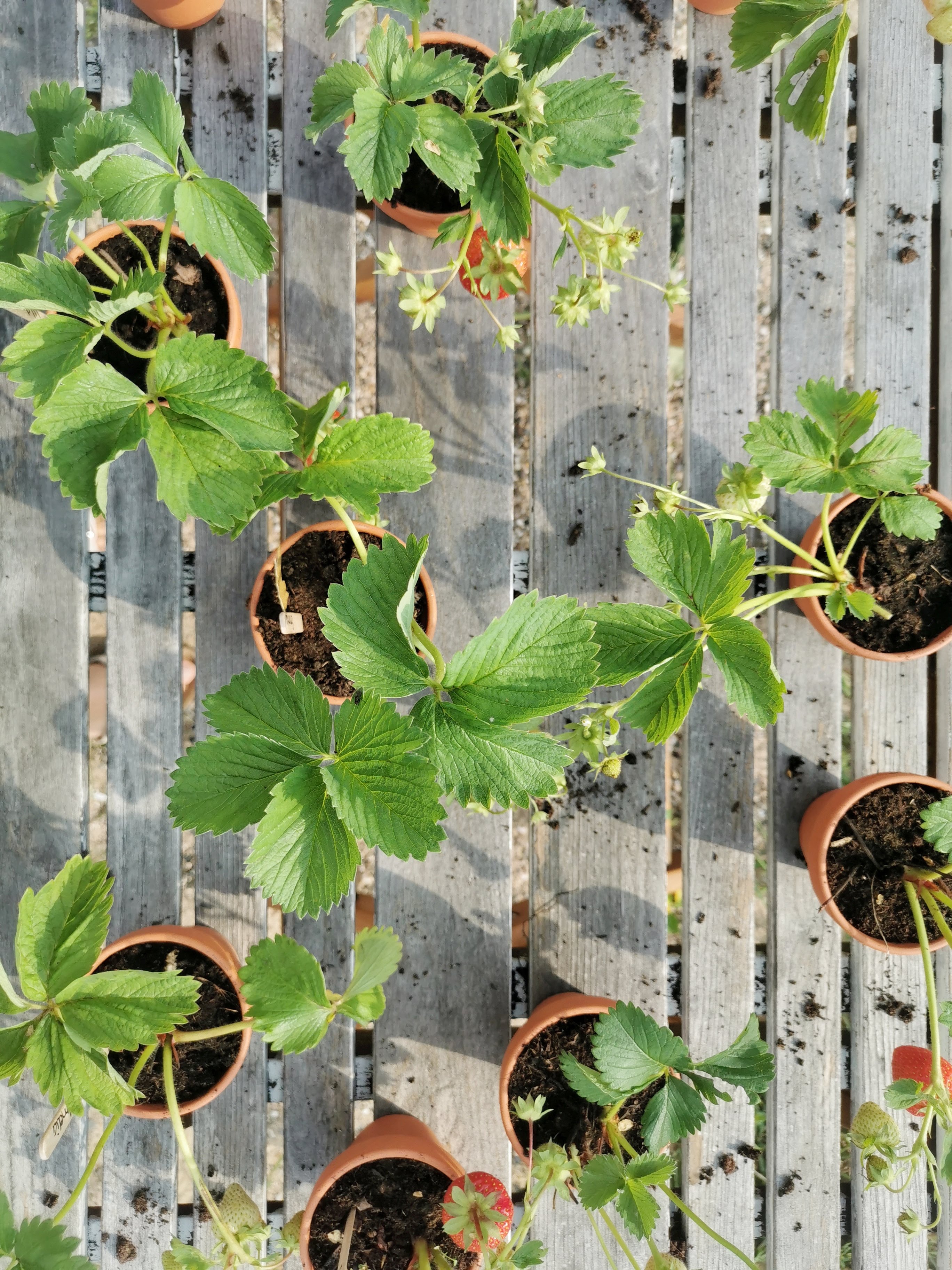 Nachhaltig schenken: Erdbeerpflanzen als Mitbringsel & Mitgebsel | mammilade.com
